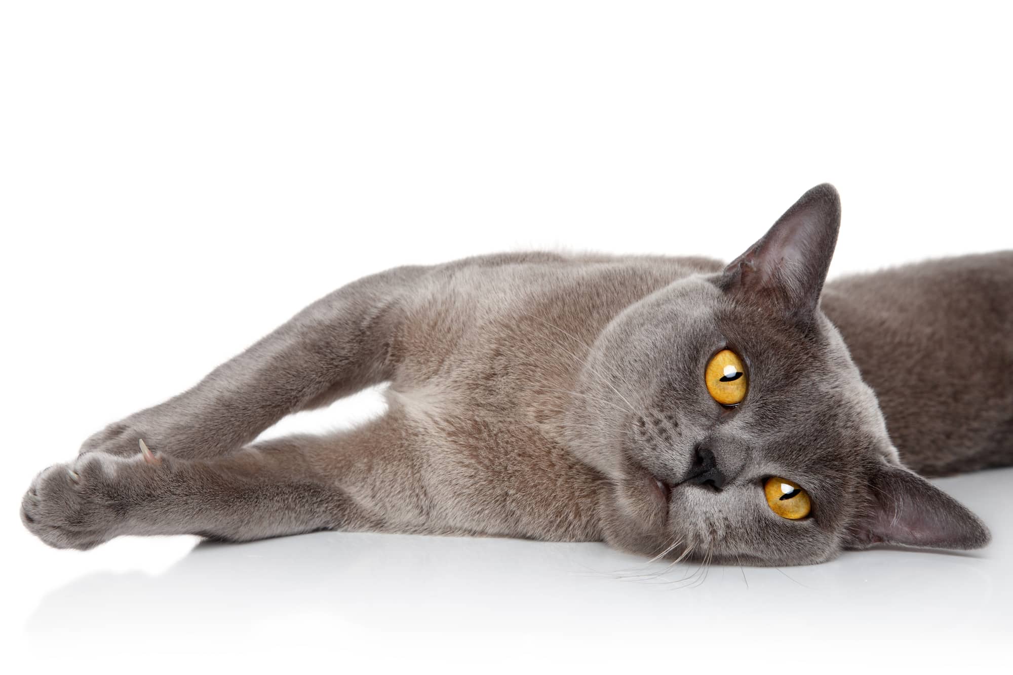 Burmese Cat Breeders Florida Kittens & Cats for Sale