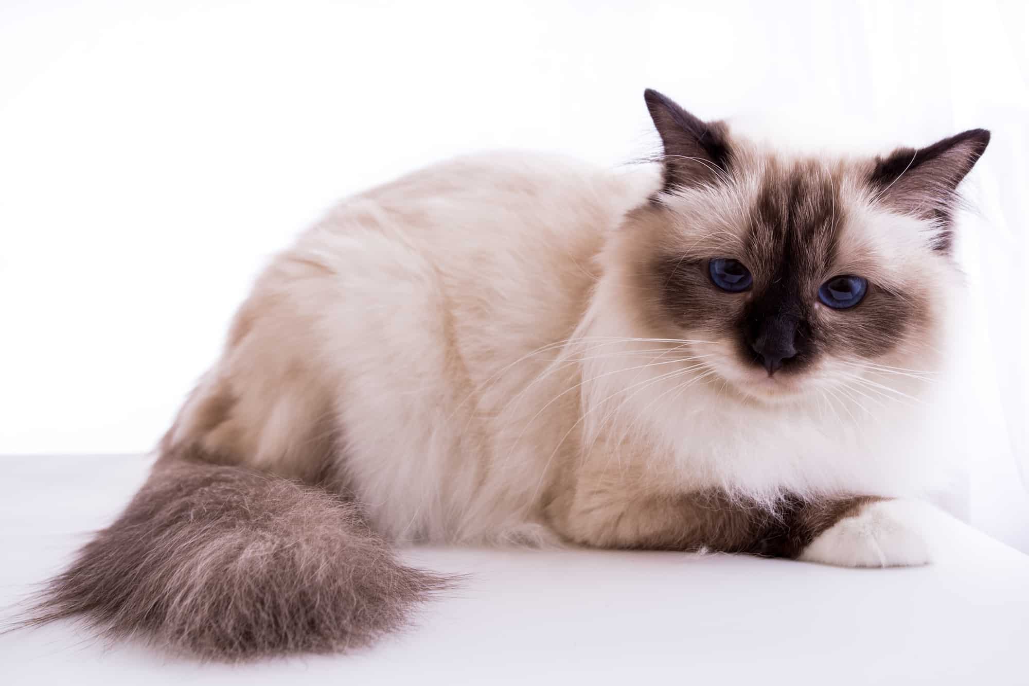 Burmese Cat Breeders New York | Kittens & Cats for Sale