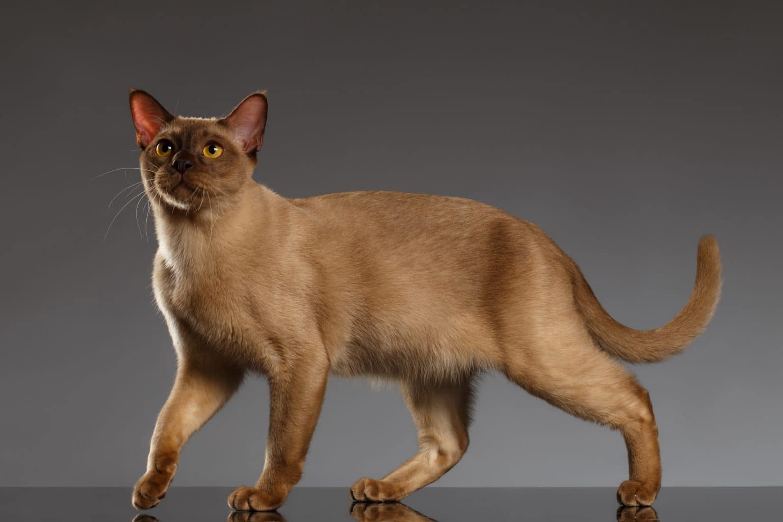 Burmese Cat Breeders New York | Kittens & Cats for Sale