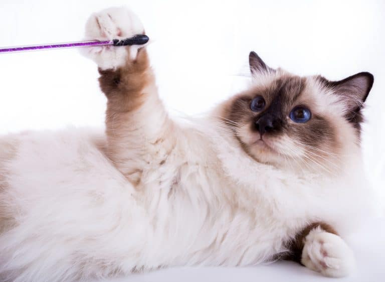 Burmese Cat Breeders Pennsylvania Kittens & Cats for Sale