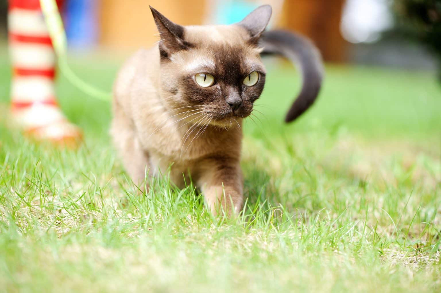 Burmese Cat Breeders Texas Kittens & Cats for Sale