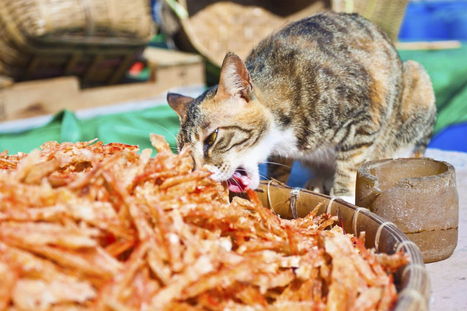 Can Cats Eat Sardines In Olive Oil? (Here are The Facts)