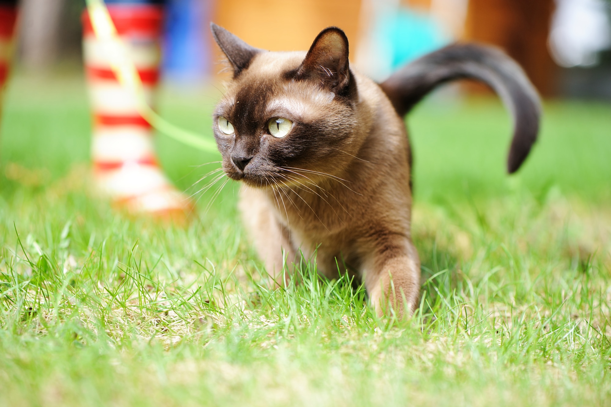 Burmese Cat Breeders New Jersey Kittens & Cats for Sale