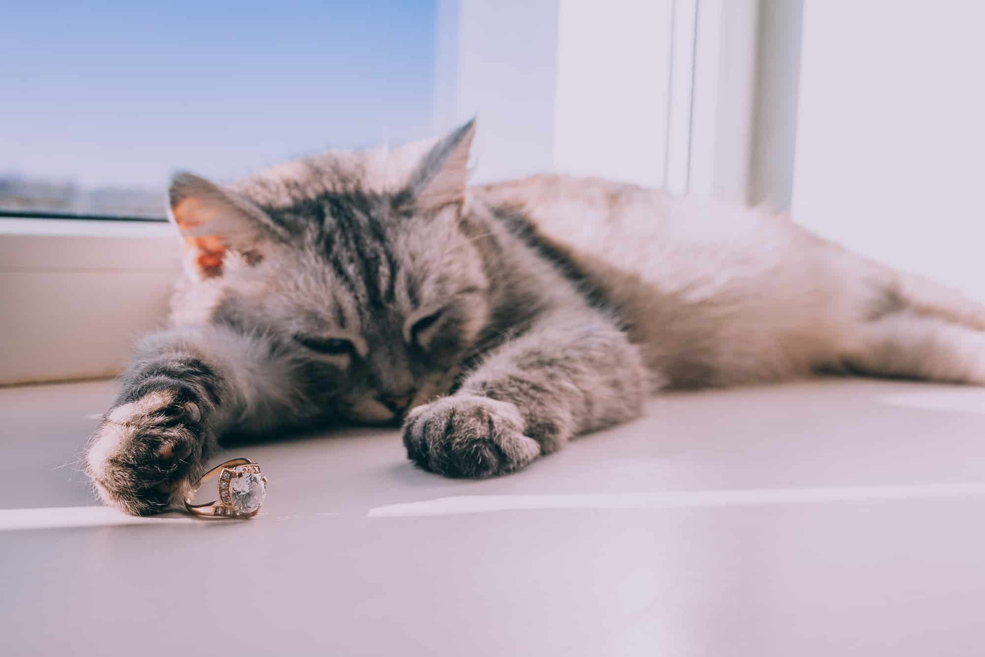 Where Do Cats Sleep Outside At Night? (Mystery Unlocked)