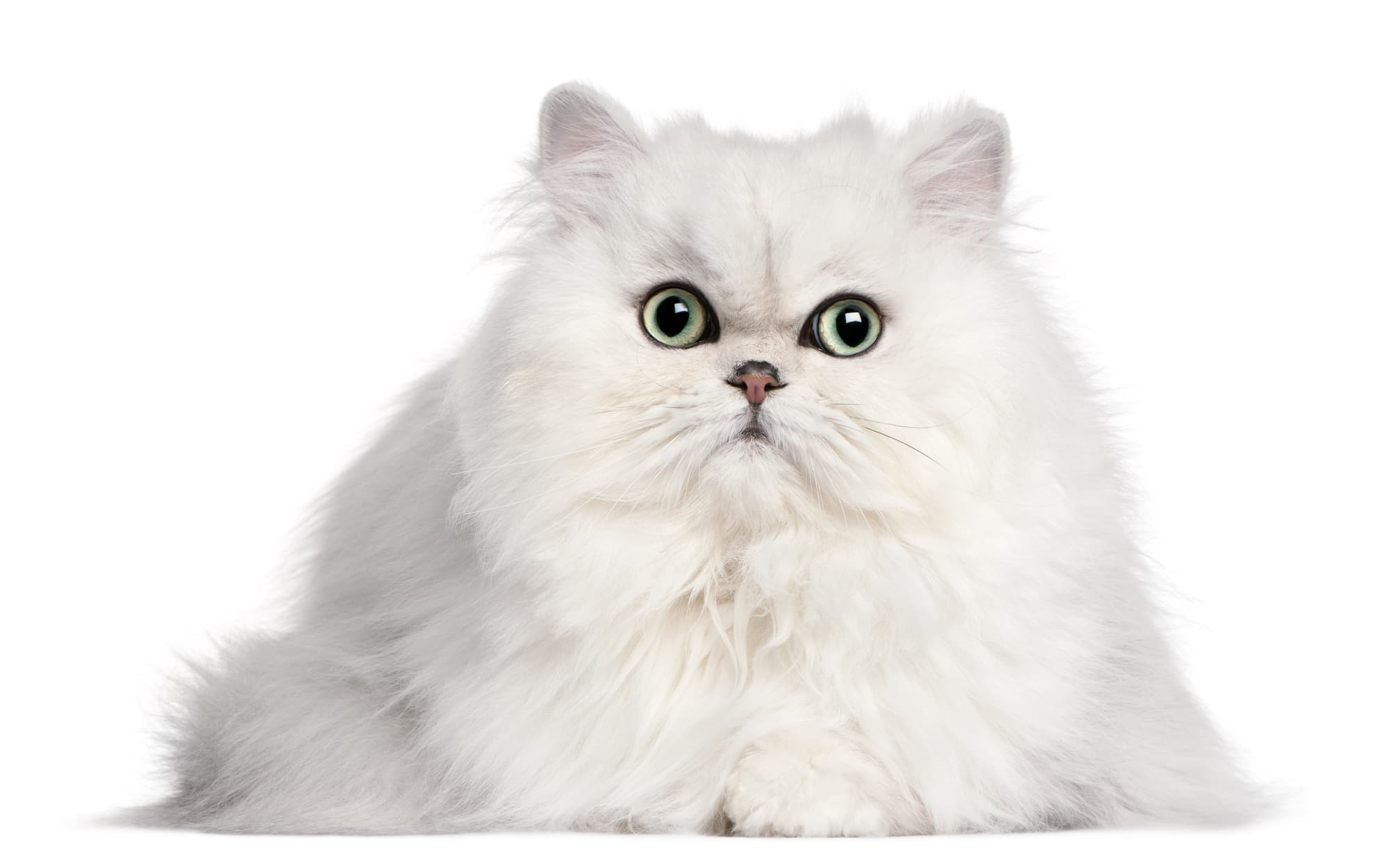 Persian cat breeders in New Jersey Kittens & Cats for Sale