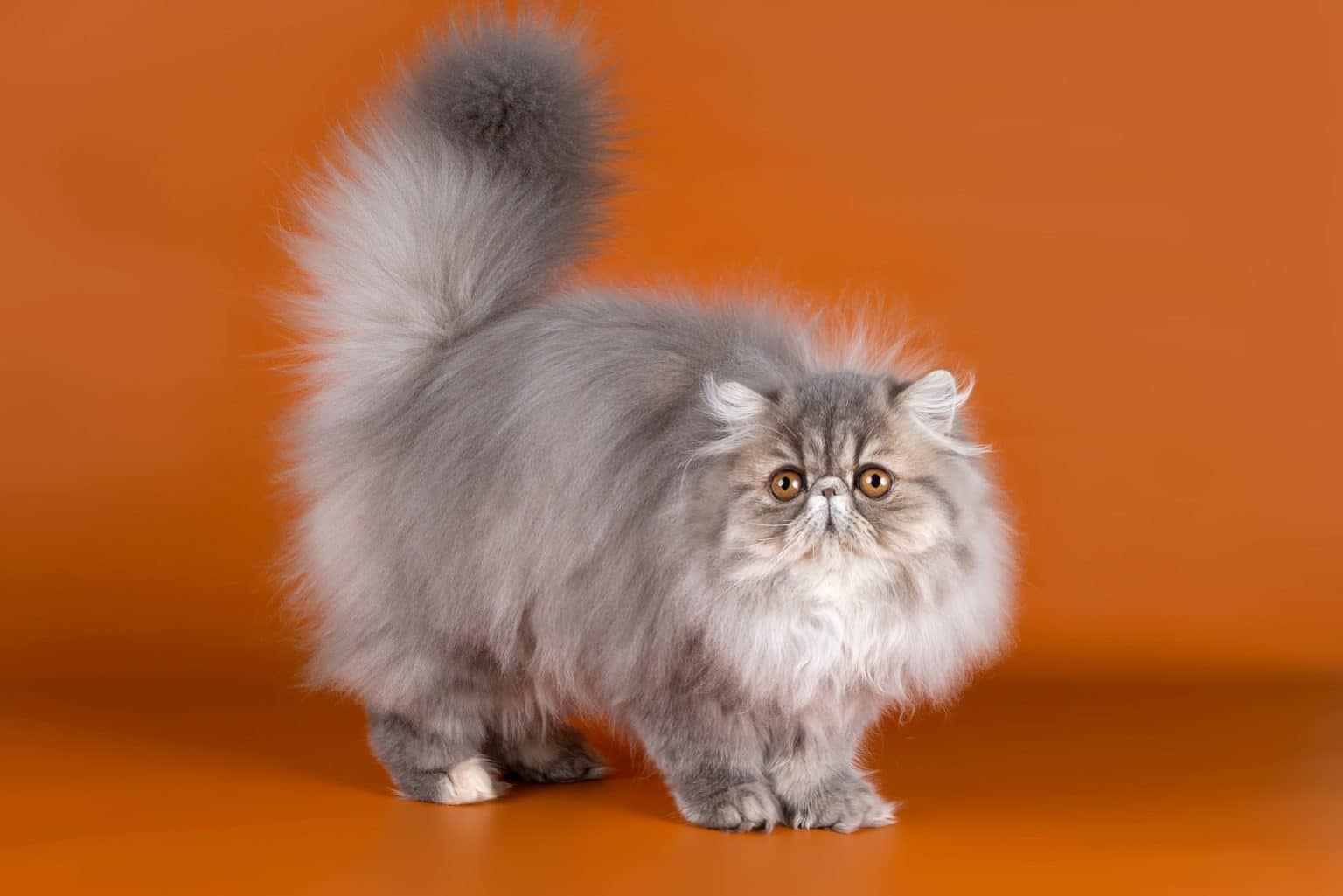 Persian Cat Breeders in Virginia Kittens & Cats for Sale