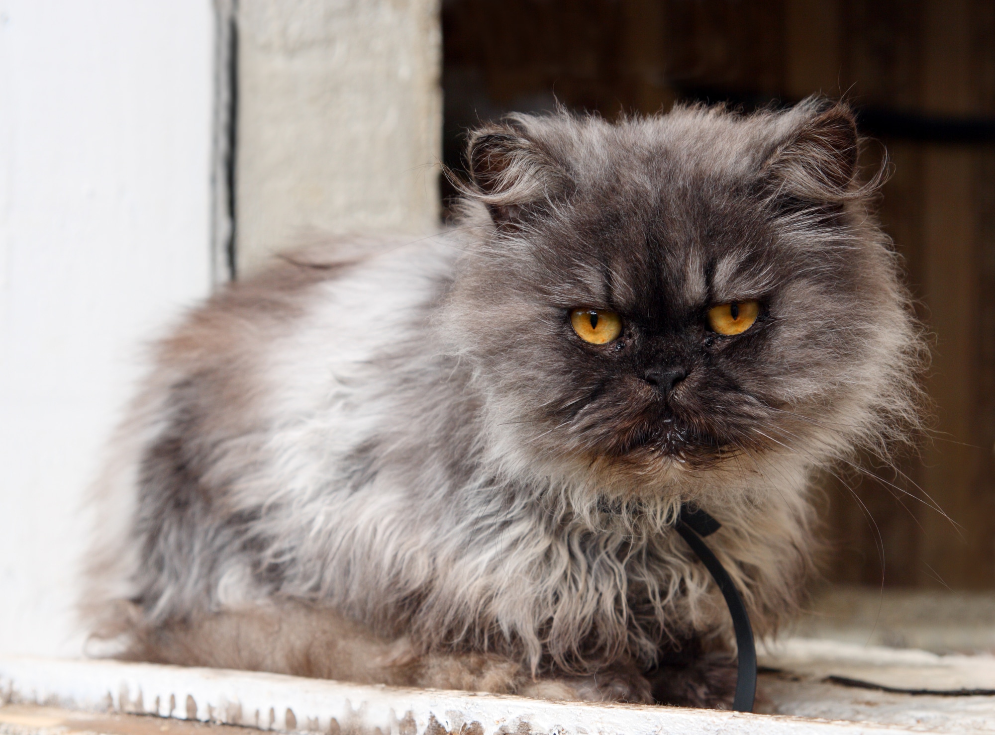 Persian Cat Breeders in Missouri Kittens & Cats for Sale