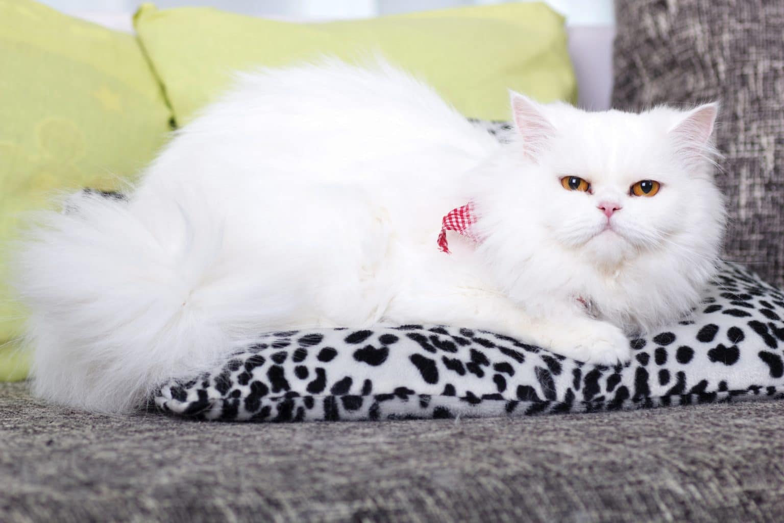 Persian Cat Breeders in Missouri Kittens & Cats for Sale