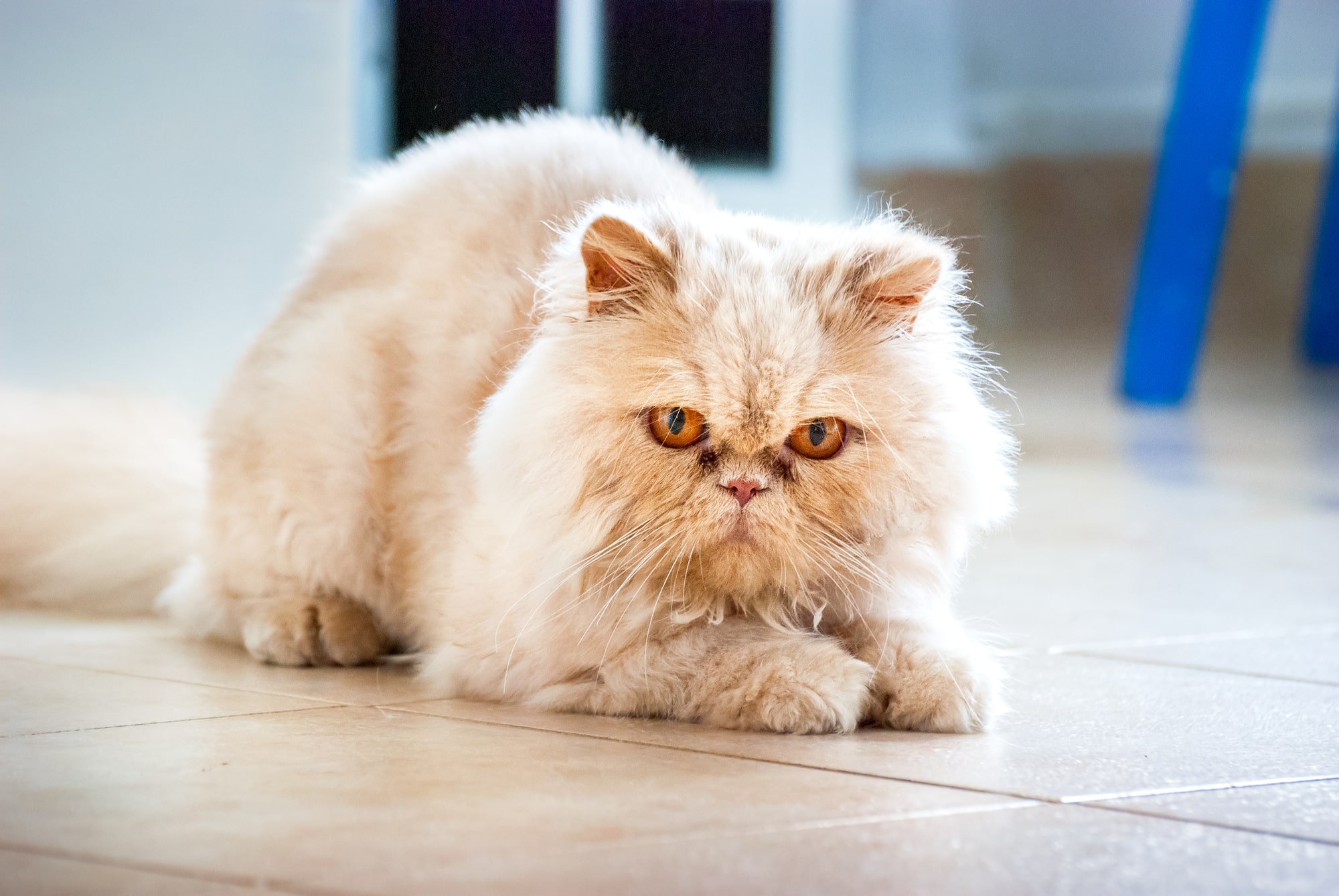 Persian Cat Breeders in Wisconsin Kittens & Cats for Sale
