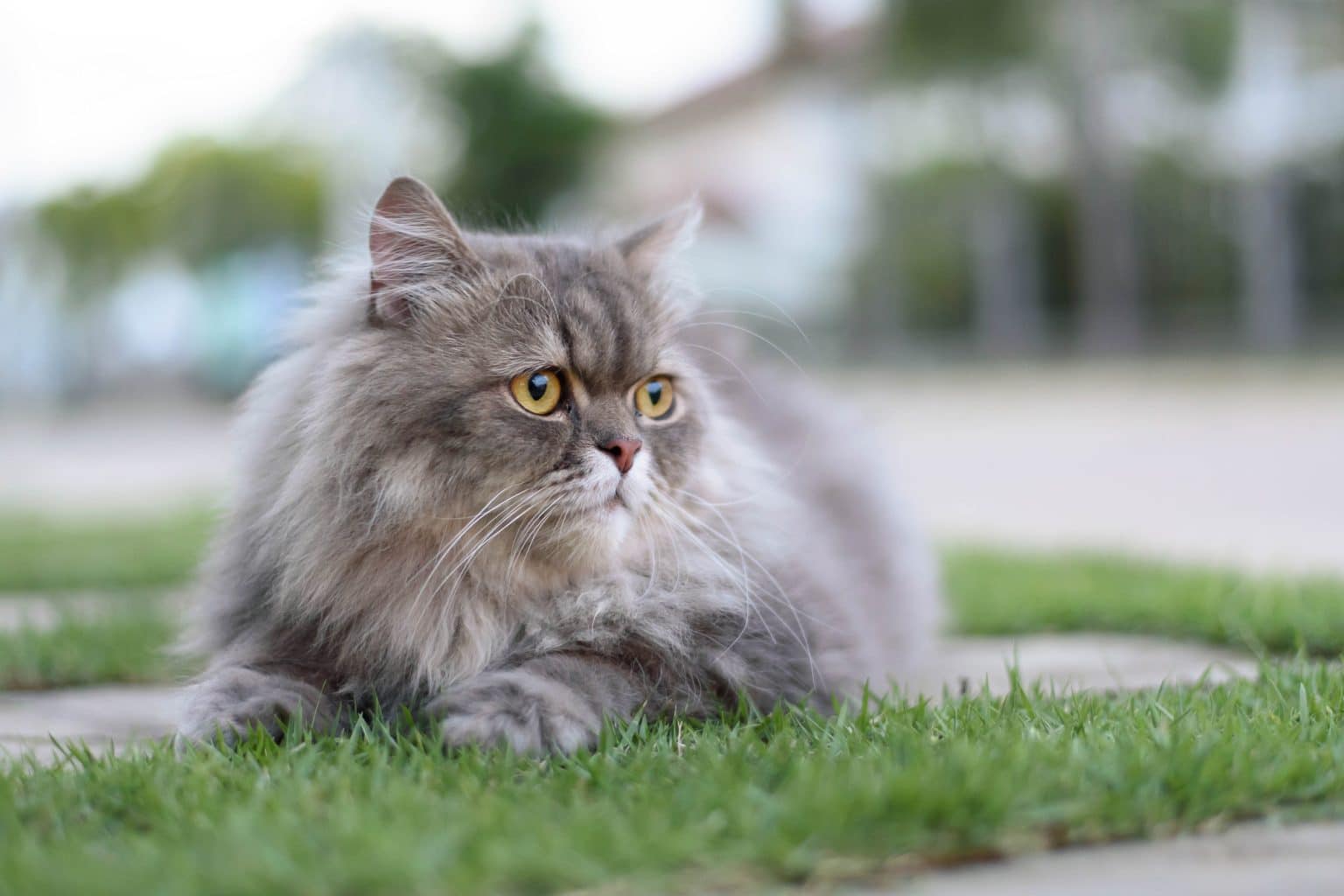 Persian Cat Breeders In Arizona Kittens & Cats for Sale