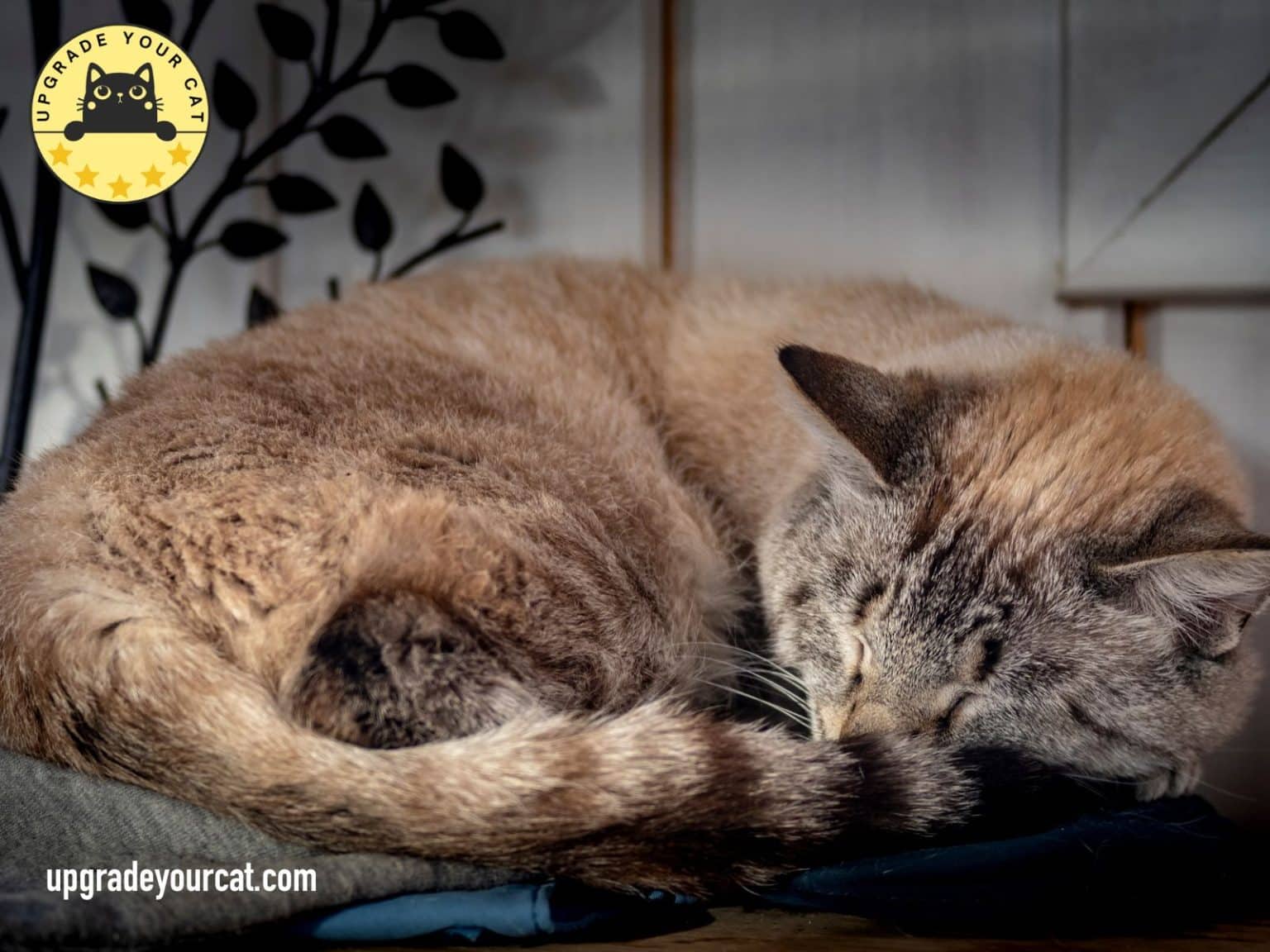 Why Do Cats Chase Their Tails?