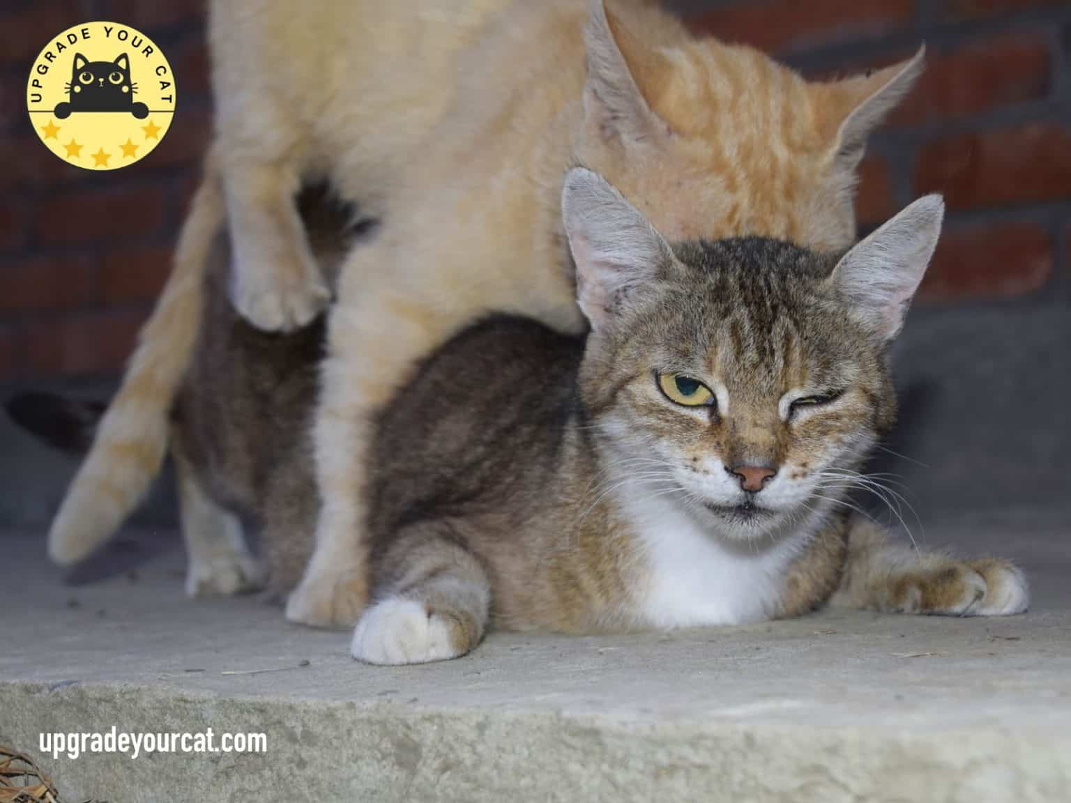 Why Do Cats Scream When Mating and What Can You Do About it?