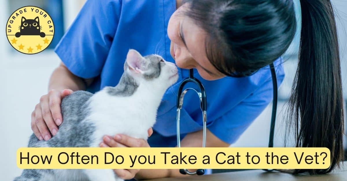 cat and veterinarian