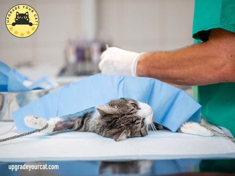 Why Do Cats Scream When Mating and What Can You Do About it?