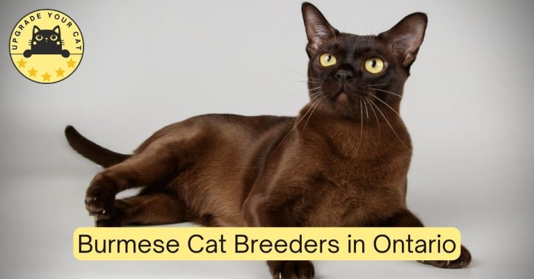 Burmese Cat Breeders in Ontario