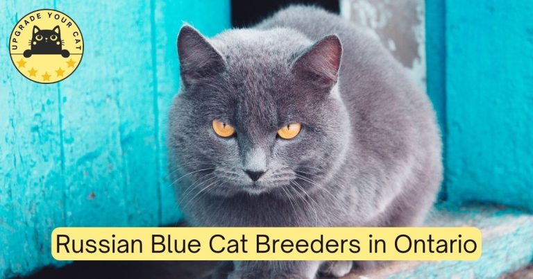 Russian Blue Cat Breeders in Ontario