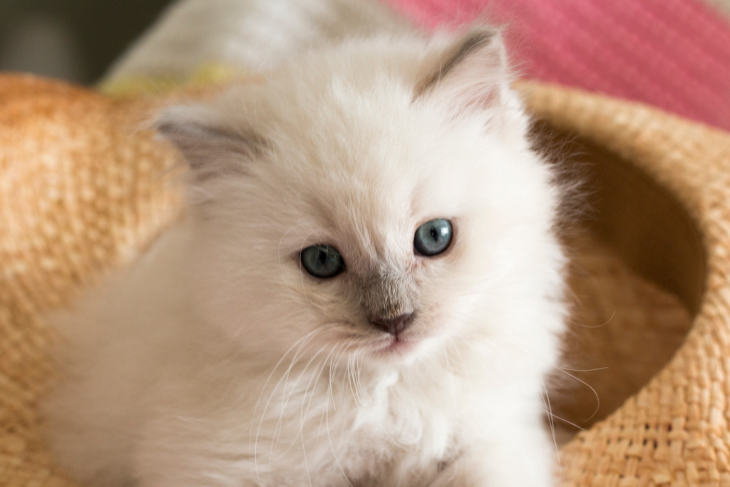 Top 3 Ragdoll Cat Breeders Ontario Kittens & Cats for Sale