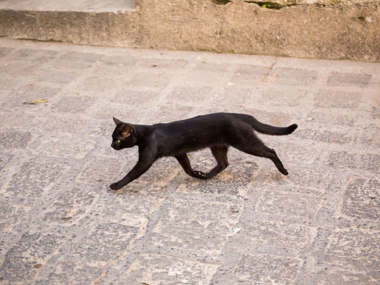 Meaning of Black Cat Crossing Your Path [Spiritual Explanation