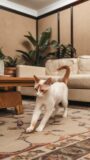 14 Unique Color Patterns of Siamese Cats You Need to See