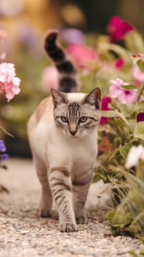 14 Unique Color Patterns of Siamese Cats You Need to See